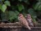 Δεντροσπουργίτης (αριστερά) -  Tree Sparrow (left)