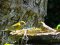 Ζευγάρι φλωριών - Greenfinch couple