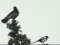 Κουρούνα και Καρακάξα  - Hooded Crow and Magpie
