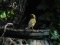 Φλώρι (αρσενικό) - Greenfinch (male)