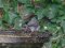 Μαυροτσιροβάκος (αρσεν.) - Sardenian Warbler (male)
