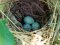 Αυγά Αμπελουργού - Black-headed Bunting eggs