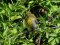 Αρσενικό φλώρι ...ψειρίζεται μετά το μπάνιο του   -   Male greenfinch right after his bath, getting rid of parasites