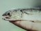 Σκαρμός - Lizardfish 