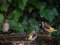 Καρδερίνες - Goldfinches
