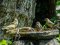 Φλώρια, Σπουργίτια, Τετετζιά  -  Greenfinches, House Sparrows, Great Tit 