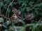 Σπουργίτι (αρσενικό)  -  House Sparrow (male)