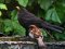 Αρσενικός Σπουργίτης με Κότσυφα  -  Male Blackbird with Sparrow 