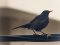 Κότσυφας (αρσενικός) - Blackbird (male) 