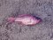 Καρδινάλιος - Cardinal Fish