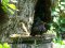 Σπουργίτι και Κοτσυφόπουλο μετά το μπάνιο  -  House Sparrow and young Blackbird after their bath