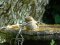 Ανήλικος Πετροσπουργίτης - Juvenile Rock Sparrow