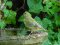 Νεαρό Φλώρι - Immature greenfinch 