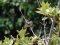Μαυροτσιροβάκος (αρσεν.) - Sardenian Warbler (male)