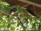Χελιδόνια - Barn Swallows  