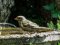 Πετροσπουργίτης - Rock Sparrow