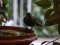 Κότσυφας (θηλυκός) - Blackbird (female)