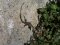  Τοιχοσαύρα -  Wall Lizard