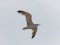 (Κιτρινοπόδης) Γλάρος  -  Yellow-legged Gull