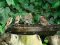 Καρδερίνες με ζεύγος Σπουργιτιών  -  Goldfinches with House Sparrow couple 