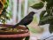 Κότσυφας (θηλυκός) - Blackbird (female)