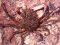 Μαλλιοκάβουρας  -  Spiny Spider Crab