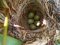 Φωλιά αηδονιού - Nightingale nest