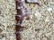 Ιππόκαμπος - Short-snouted Seahorse