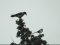 Κουρούνα και Καρακάξα  - Hooded Crow and Magpie