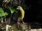 Φλώρι (αρσενικό) - Greenfinch (male)