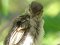 Σπουργίτι (θηλ.)  -  House Sparrow (fem.)