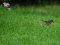 Μαυροτσιροβάκος (θηλ.) - Sardenian Warbler (female)