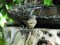 Θαμνοτσιροβάκος (αρσενικός) - Whitethroat (male)