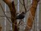 Κότσυφας (νεαρός, τον 1ο χειμώνα) - Blackbird (immature male, 1st winter)