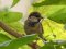 Σπουργίτι (αρσεν.)- House sparrow (male)