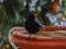 Κότσυφας (αρσενικος) - Blackbird (male)