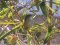 Καλαμοποταμίδα - Reed Warbler