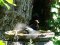 Θρασσύτατη Τετετζιά στο μπανάκι του Κότσυφα  - Cheeky Great Tit disrupts Blackbird's bath   