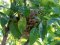 Φωλιά Αμπελουργού - Black-headed Bunting nest