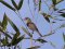 Καλαμοποταμίδα - Reed Warbler
