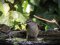 Ψευταηδόνι με αρσενικό σπουργίτι  -  Cetti's Warbler with male House Sparrow  