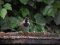 Σπουργίτι (αρσενικό)  -  House Sparrow (male)
