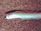 Κορδέλα  -  Red Bandfish  