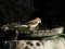 Κεφαλάς - Woodchat Shrike