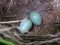 φωλιά Κότσυφα  -  Blackbird nest