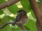 Σπουργίτι (αρσεν.)- House sparrow (male)
