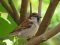 Σπουργίτι (αρσενικό, φθινόπωρο)  -  House Sparrow (male, non-breeding)