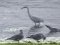 Γλάροι ξεκουράζονται, Λευκοτσικνιάς ...ψαρεύει - Gulls resting, Little Egret wading