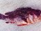 Σκορπίδι  -  Small Rockfish