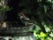 Κεφαλάς - Woodchat Shrike